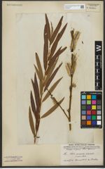 Foto von Salix purpurea L. x Salix viminalis L.